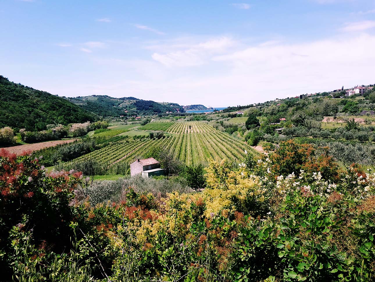 Zgodbe Izolane, Rexa in Parenzane